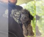 Small #7 Aussiedoodle