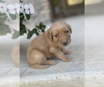 Small Photo #7 Golden Retriever Puppy For Sale in FORDLAND, MO, USA