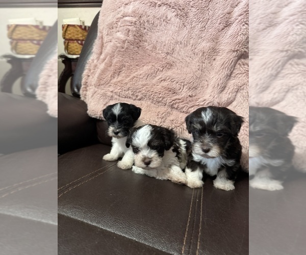 Medium Photo #1 Havanese Puppy For Sale in SATSUMA, FL, USA