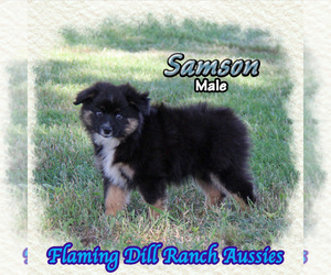 Miniature Australian Shepherd Puppy for sale in FORESTBURG, TX, USA