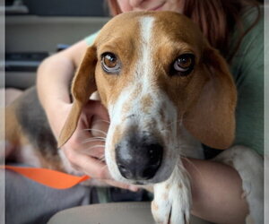 Beagle-Unknown Mix Dogs for adoption in Holly Springs, NC, USA