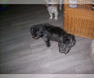 Mother of the Shih Tzu puppies born on 02/19/2023