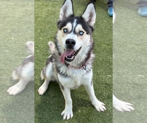 Siberian Husky-Unknown Mix Dogs for adoption in Woodbury, NY, USA
