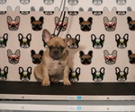Small Photo #62 French Bulldog Puppy For Sale in TACOMA, WA, USA