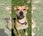 Small Labrador Retriever Mix