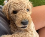 Puppy Curly Fry Goldendoodle