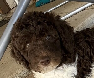 Labradoodle Puppy for Sale in LANCASTER, California USA