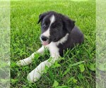 Small #5 Border Collie