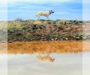 Kangal Dog Puppy for Sale in SILVER LAKE, Oregon USA