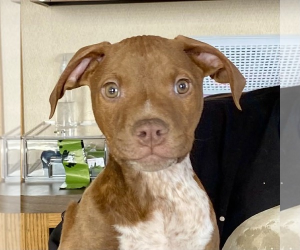 Medium Photo #1 Labrador Retriever-Unknown Mix Puppy For Sale in Minneapolis, MN, USA