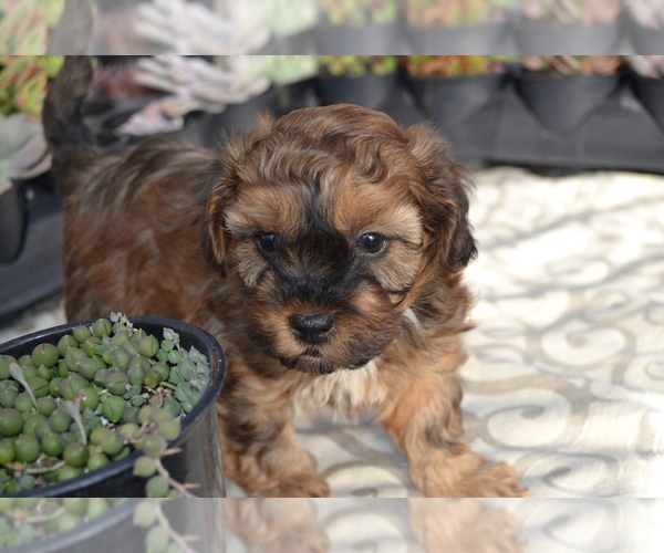 Medium Photo #2 Poodle (Miniature) Puppy For Sale in GREENWOOD, WI, USA
