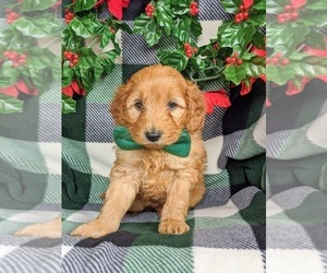 Goldendoodle-Poodle (Miniature) Mix Puppy for sale in LEOLA, PA, USA