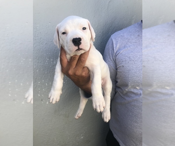 Medium Photo #1 Dogo Argentino Puppy For Sale in LOS ANGELES, CA, USA