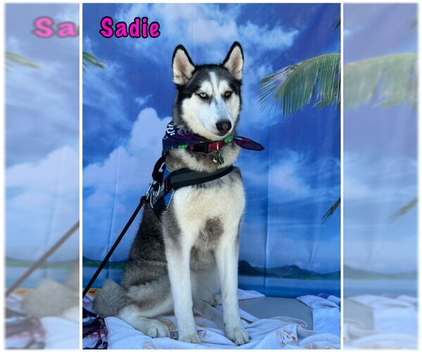 Medium Photo #1 Alusky Puppy For Sale in Lake Elsinore, CA, USA