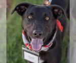 Small #20 Labrador Retriever Mix