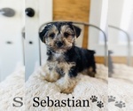 Small Photo #6 Morkie Puppy For Sale in COOKEVILLE, TN, USA