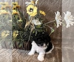 Small Photo #6 Maltese-Poodle (Toy) Mix Puppy For Sale in MONTGOMERY, AL, USA
