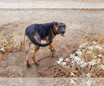 Small Photo #2 German Shepherd Dog-Mastiff Mix Puppy For Sale in Temecula, CA, USA