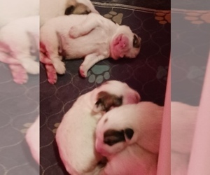 Great Pyrenees Puppy for sale in LOWELL, IN, USA