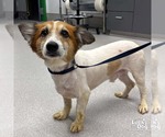 Small #1 Mutt