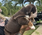 Puppy Cocoa Bean English Bulldog
