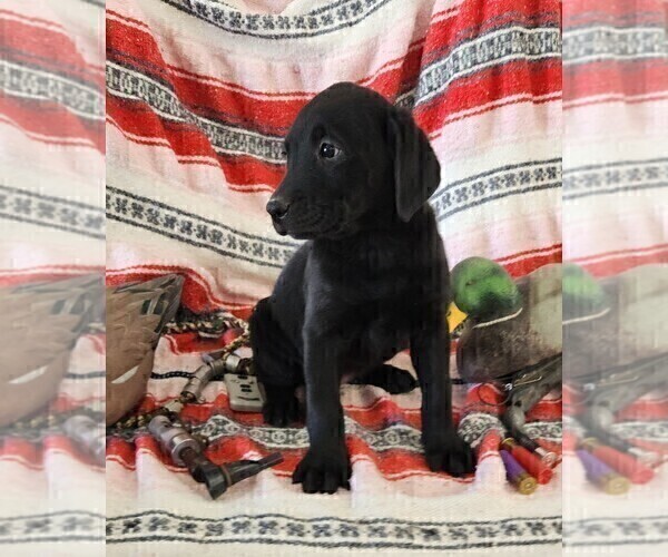 Medium Photo #5 Labrador Retriever Puppy For Sale in MERIDEN, KS, USA