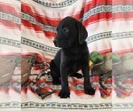 Small Photo #5 Labrador Retriever Puppy For Sale in MERIDEN, KS, USA