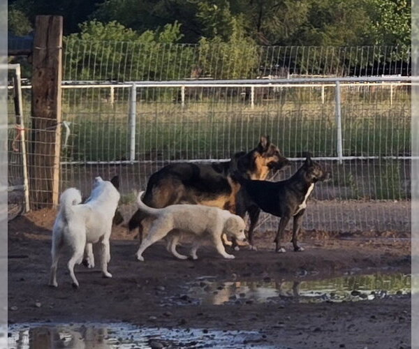 Medium Photo #4 Aussie Pyrenees Puppy For Sale in Peralta, NM, USA