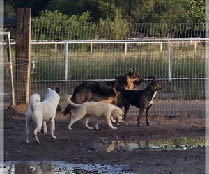 **FRAPPE - Female Aussie Pyrenees Dog for Adoption - Photo #4