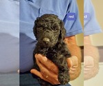 Small Photo #6 Poodle (Standard) Puppy For Sale in MONROE, NC, USA