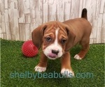 Small Photo #5 Beagle-English Bulldog Mix Puppy For Sale in SHELBYVILLE, IN, USA