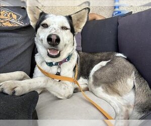 Australian Shepherd-Unknown Mix Dogs for adoption in San Bernardino, CA, USA