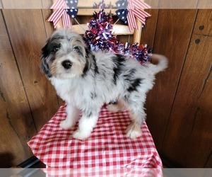 Medium Bernedoodle (Miniature)