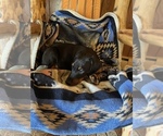 Small #5 Doberman Pinscher