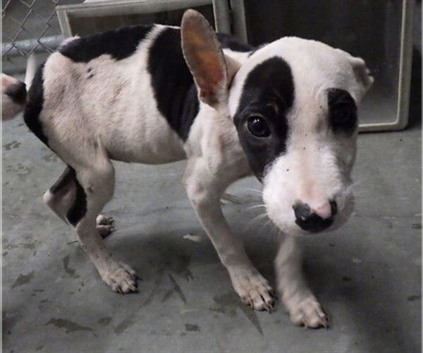 Medium Photo #1 American Pit Bull Terrier-Unknown Mix Puppy For Sale in Augusta, GA, USA