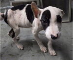 Small American Pit Bull Terrier Mix