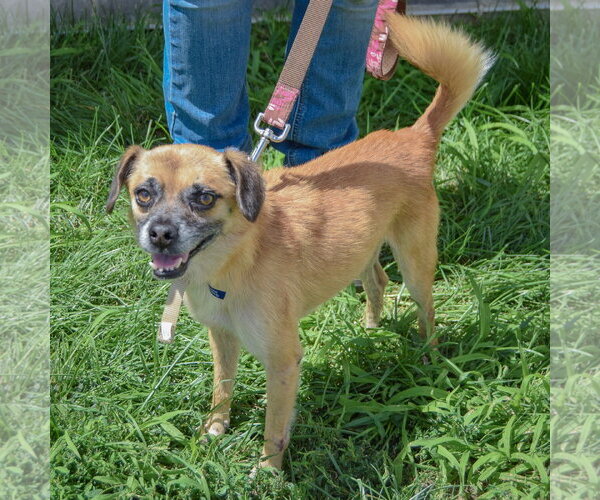 Medium Photo #2 Daug Puppy For Sale in Huntley, IL, USA