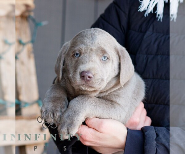 Medium Photo #4 Labrador Retriever Puppy For Sale in NARVON, PA, USA