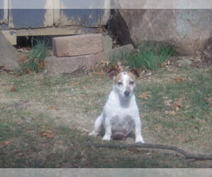 Mother of the Jack Russell Terrier puppies born on 04/17/2025