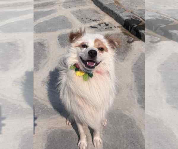 Medium Photo #2 Unknown-pomeranian spitz Mix Puppy For Sale in Agoura Hills, CA, USA