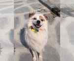 Small #1 pomeranian spitz Mix