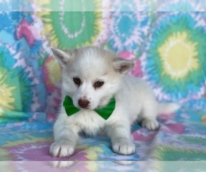 Pomsky Puppy for sale in LANCASTER, PA, USA