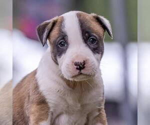 Boxer-Unknown Mix Dogs for adoption in San Diego, CA, USA