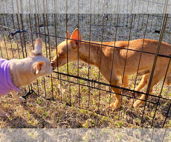 Medium Photo #1 Chihuahua Puppy For Sale in Boonton, NJ, USA