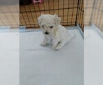 Small Photo #9 Bichon Frise Puppy For Sale in NORTH BRANCH, MN, USA