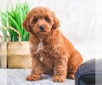 Small Photo #6 Goldendoodle Puppy For Sale in SYRACUSE, IN, USA