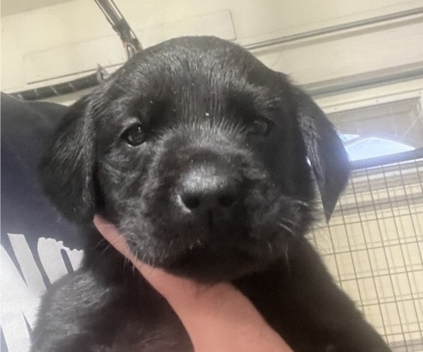 Medium Photo #5 Labrador Retriever Puppy For Sale in DAVEY, NE, USA
