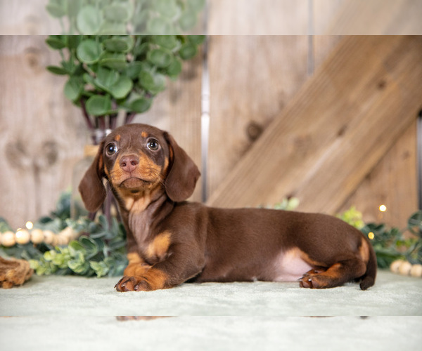 Medium Photo #2 Dachshund Puppy For Sale in GREENWICH, OH, USA