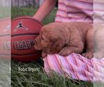 Small #25 Golden Retriever