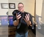 Small Photo #3 Cane Corso Puppy For Sale in HOLTVILLE, CA, USA